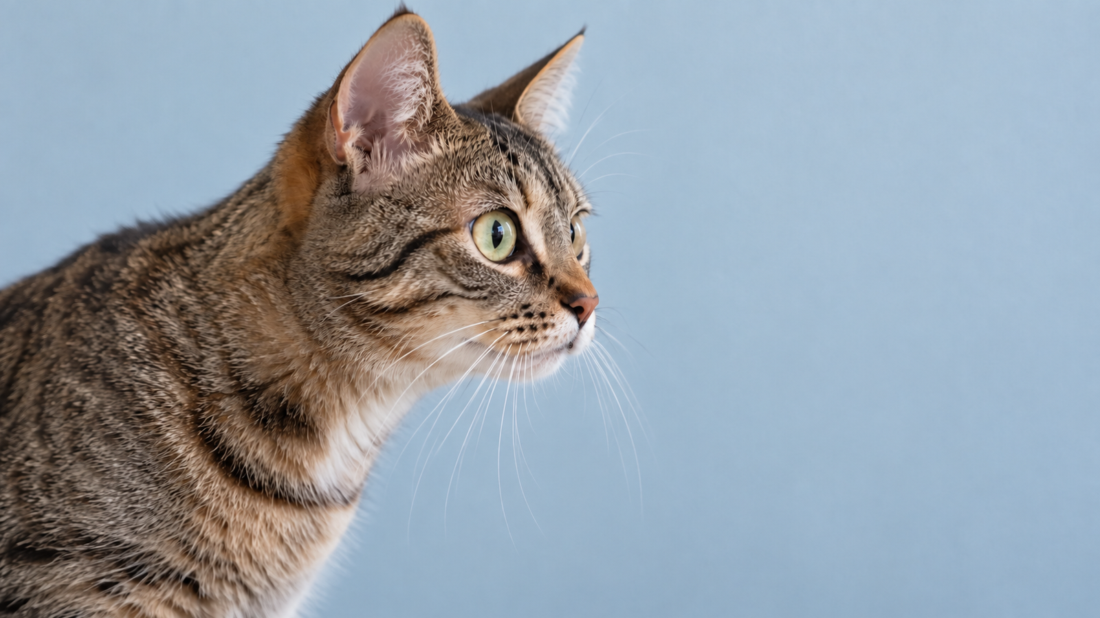 Tabby cat staring intently at a blank blue wall.